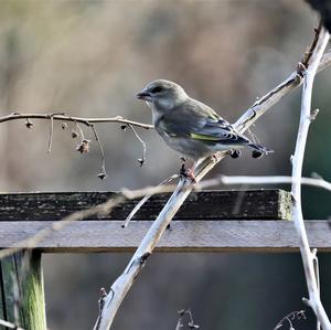 European Greenfinch