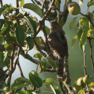 Eurasian Wryneck