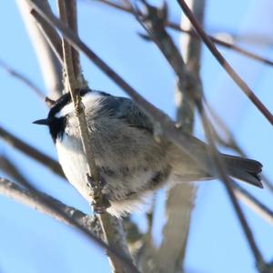 Coal Tit