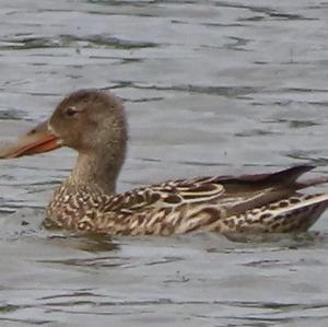 Northern Shoveler