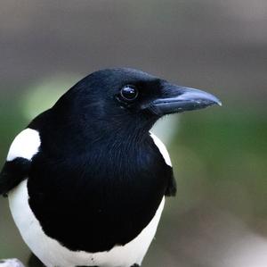 Black-billed Magpie