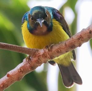 Plain-throated Sunbird