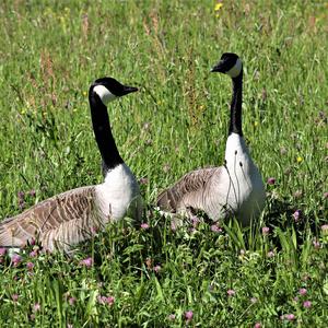 Canada Goose