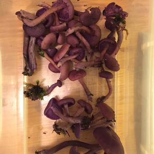 Amethyst Deceiver