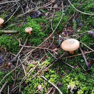 False Saffron Milk Cap