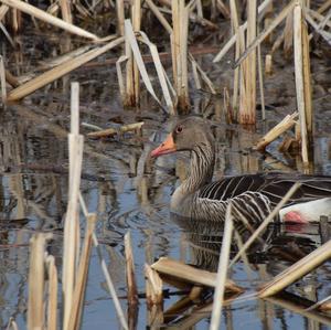 Greylag Goose