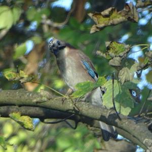 Eurasian Jay