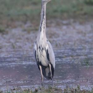 Grey Heron