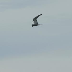 Common Tern