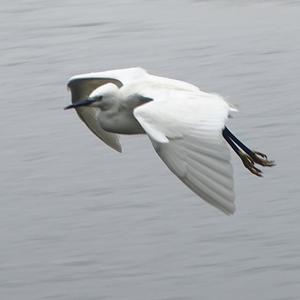 Little Egret