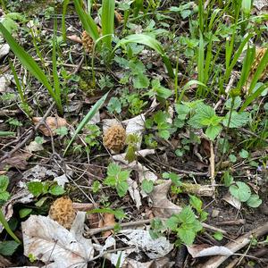 Yellow Morel