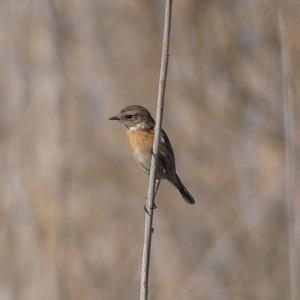 European stonechat