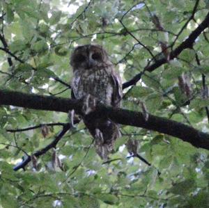 Tawny Owl