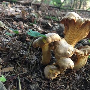 Chanterelle, Common