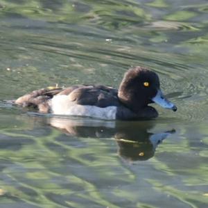 Tufted Duck