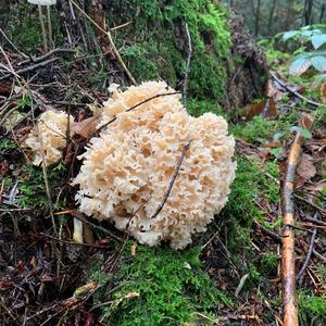 Eastern Cauliflower Mushroom