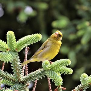 European Greenfinch