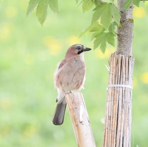 Eurasian Jay