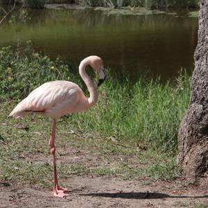 Greater Flamingo