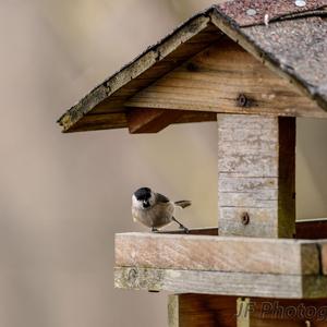 Great Tit