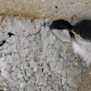 Northern House-martin