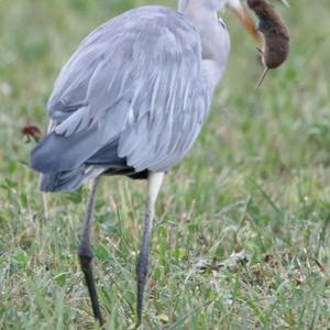 Grey Heron