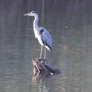 Grey Heron