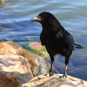 Common Raven