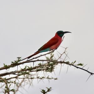 Northern Carmine Bee-eater