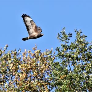 Mäusebussard