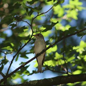 Spotted Flycatcher