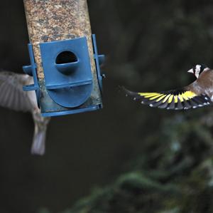 European Goldfinch