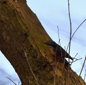 Wood Nuthatch