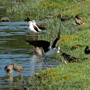 Black-winged Stilt