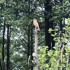 Eurasian Reed-warbler