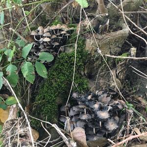 Non-inky Coprinus