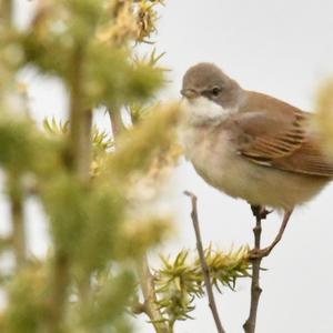 Common Whitethroat