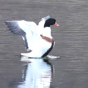 Common Shelduck