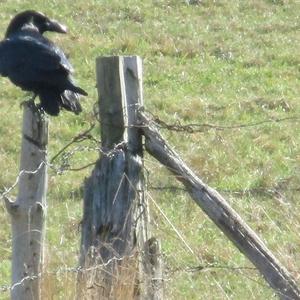 Common Raven