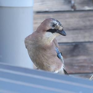 Eurasian Jay