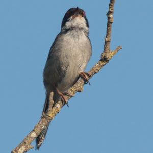 Sardinian Warbler