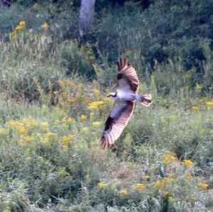 Osprey