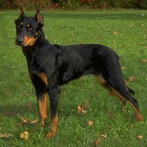 Beauceron