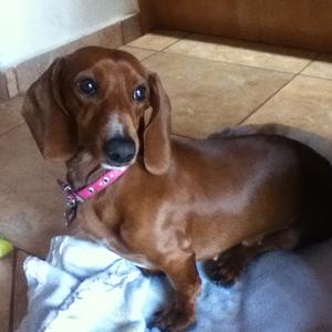 Unknown Breed
