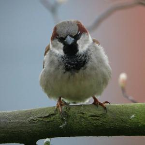 House Sparrow