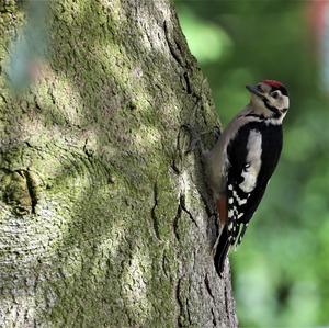 Great Spotted Woodpecker