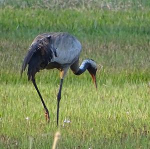 Common Crane