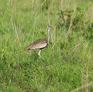 Hartlaub's Bustard