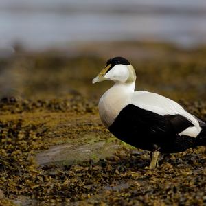 Common Eider