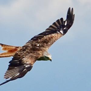 Red Kite